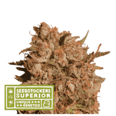 APOLLO BLACK CHERRY AUTO